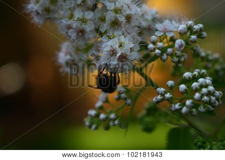 Bumblebee on buddleia