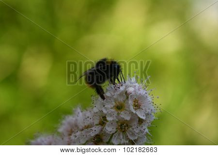 Bumblebee on buddleia