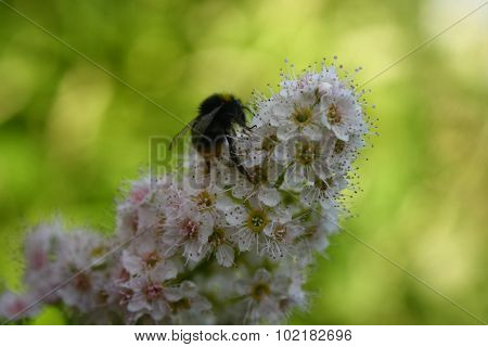 Bumblebee on buddleia