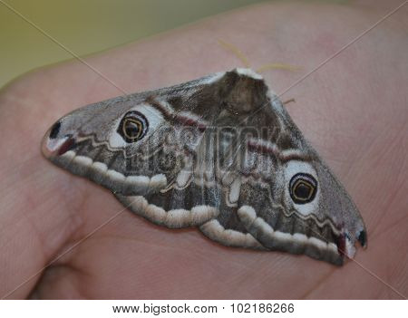 Moth, Smerinthus Ocellatus On Hand