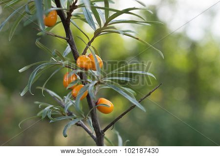 Sea Buckthorn Berries In A Tree