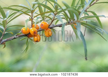 Sea Buckthorn Berries In A Tree