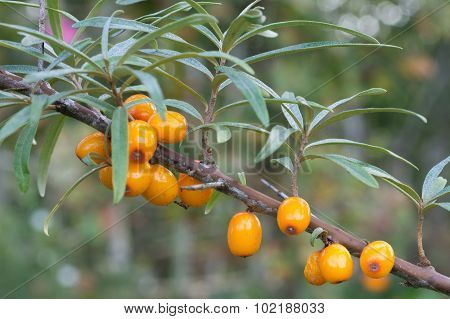Sea Buckthorn Berries In A Tree