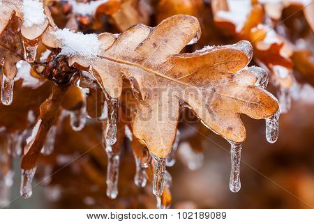 Frozen Oak Leaves