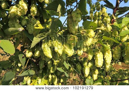 Hops