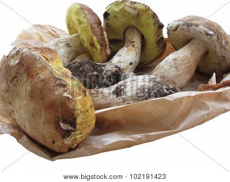 Porcini Mushrooms Isolated On White Background