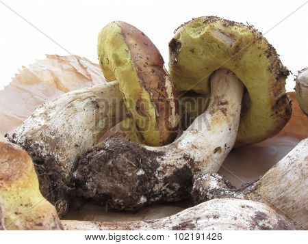 Porcini Mushrooms Isolated On White Background