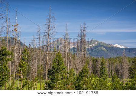 Dead pine trees in the Rockies