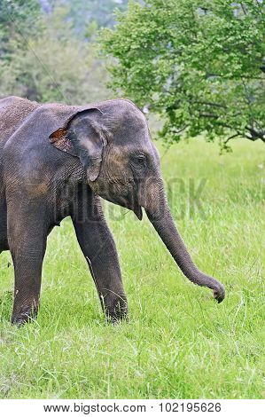 Indian Elephants