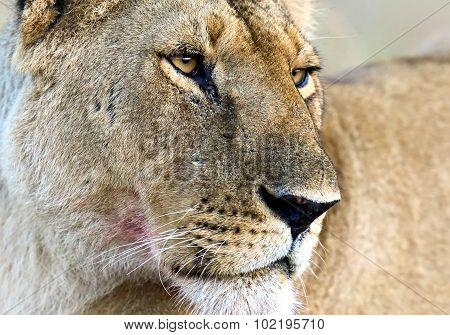 Masai Mara Lions