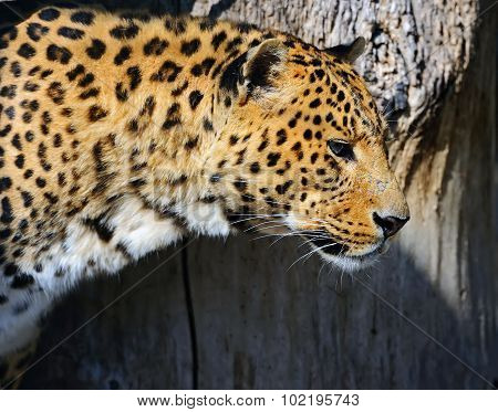 Leopard