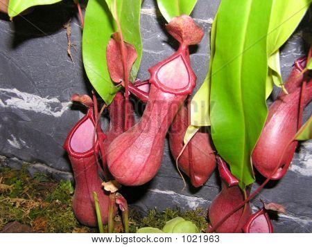 Pitcherplant