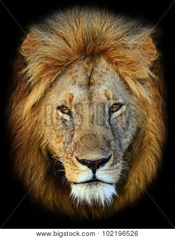 Masai Mara Lions