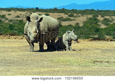 Rhino