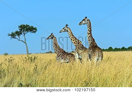 Giraffe Masai Mara