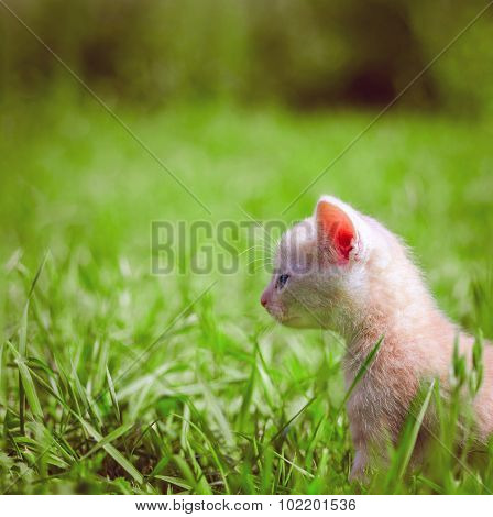 cat