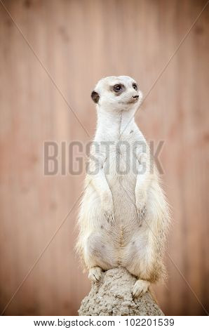 meerkat
