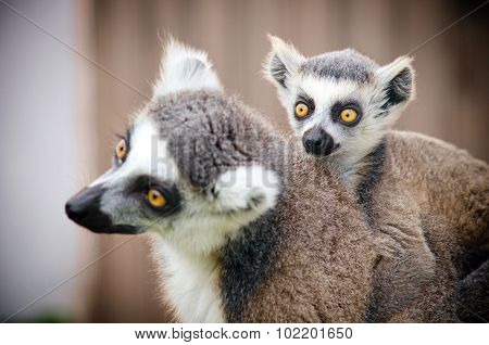 lemur