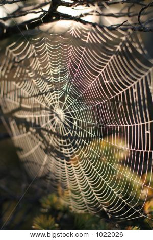 Tela de araña