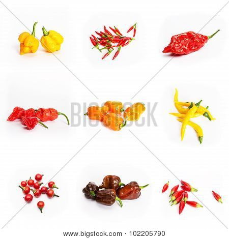 Chilli Peppers Habanero Fatalii Rooster Cayenne