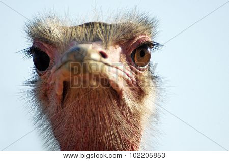 A portrait of Ostrich looking straight at the camera