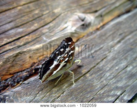 Schmetterling