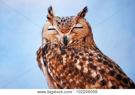 Photo of a Portrait of Asio bird