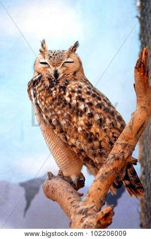 Wildlife Photos - Asio
