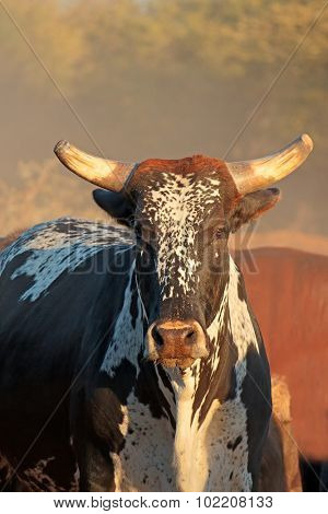 Sanga bull - indigenous cattle breed of northern Namibia, southern Africa