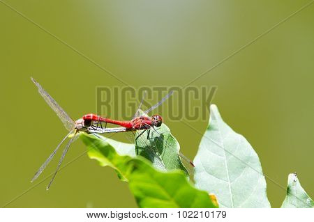 The red-veined darter