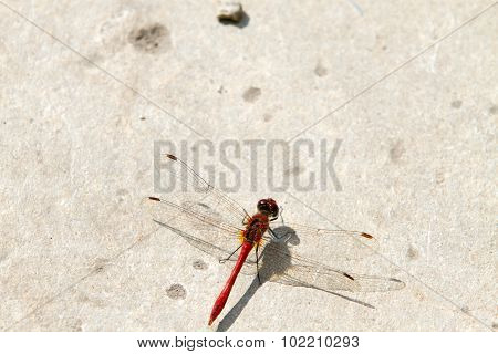 The red-veined darter