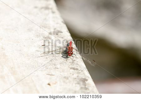 Red veined darter dragonfly