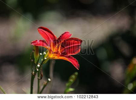 Orange day lily, Hemerocallis fulva