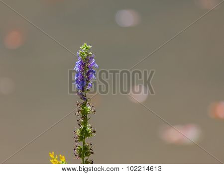 Great Blue Lobelia