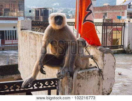 Female black langur with calf
