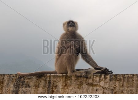 The black monkey in Rishikesh