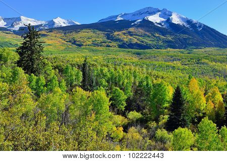 Alpine Scenery Of Yellow And Green Aspen And Snow Covered Mountains During Foliage Season