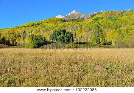 Alpine Scenery Of Yellow And Green Aspen And Snow Covered Mountains During Foliage Season