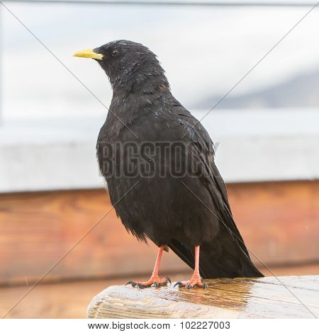 Alpine Chough (pyrrhocorax Graculus)