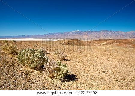 Creosote Over Death Valley