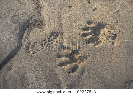 Wild Animal Paw Print