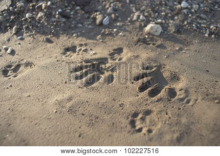 Animal Paw Print