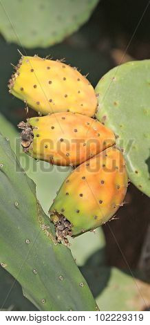 Prickly Plant With Prickly Pear Fruit Ready For Harvest