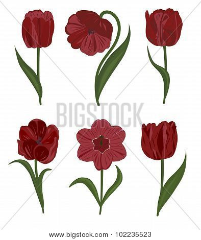Set of tulip flowers.