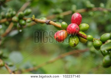 Coffee Seed