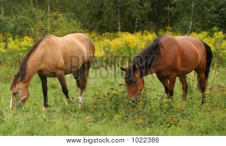 Cavalos
