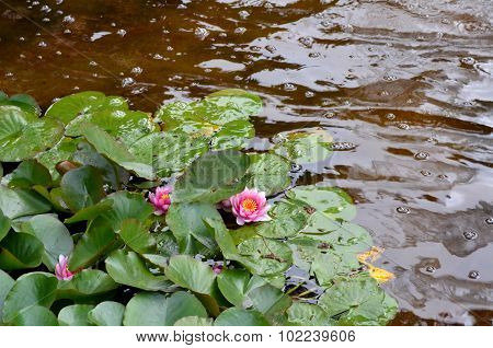 Pink Water Lily Under The Sun