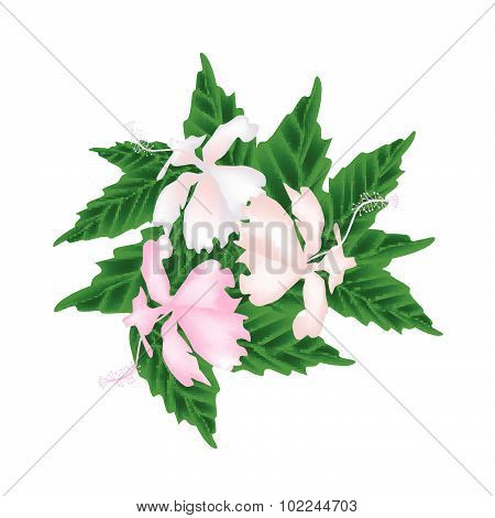 Pink Hibiscus Flowers Or Pink Rose Mallow Flowers
