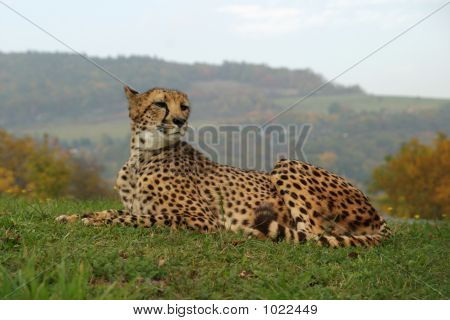 Chita