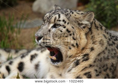 Leopardo da neve